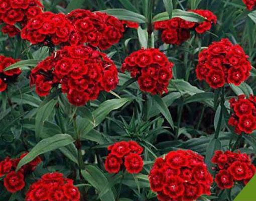 Sweet William Flower Scarlet Beauty 100 seeds Vesta Market