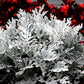 Gray Old Man Plant, Mr. Freeze SEEDS Vesta Market
