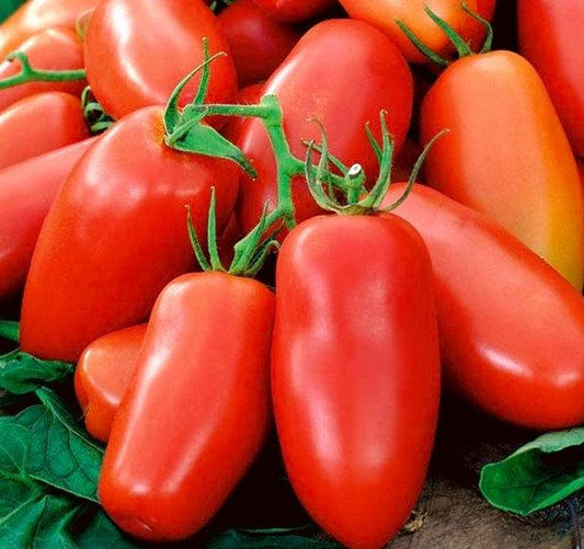 Italian Tomato Scatolone 2 seeds - Vesta Market