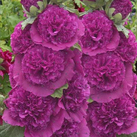 Alcea Rosea Hollyhock Violet seeds - Vesta Market