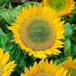 Sunflower Dwarf Green Hobbit 30 seeds Vesta Market