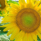 Sunflower Dwarf Green Hobbit 30 seeds Vesta Market