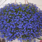 Lobelia Climbing - Blue 100 Seeds Vesta Market