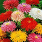 Zinnia Chrysanthemum Mixed Colors 50 Seeds Vesta Market