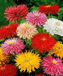Zinnia Chrysanthemum Mixed Colors 50 Seeds Vesta Market