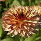 Pot Marigold Sunset Buff 50 seeds - Vesta Market