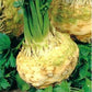 Celery Root Denar 100 Seeds Vesta Market