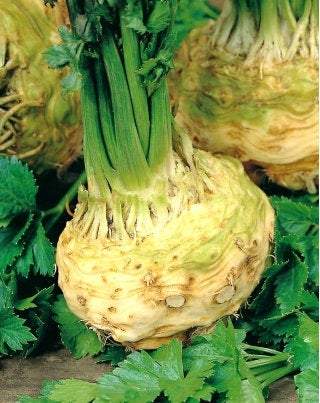 Celery Root Denar 100 Seeds - Vesta Market