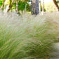 Feathergrass 100 Seeds Vesta Market