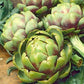 Artichoke 20 Seeds Vesta Market