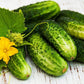 Julian F1 Cucumber Seeds Vesta Market