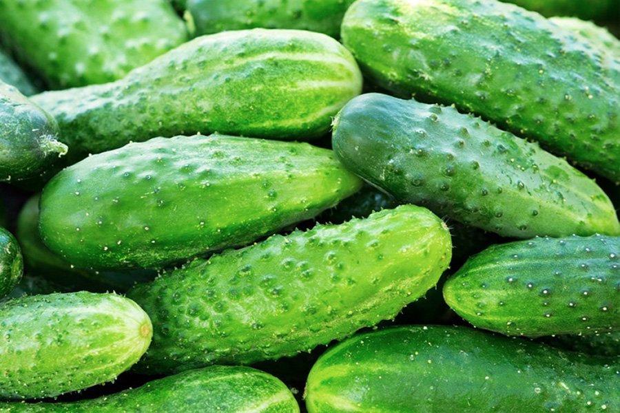 Julian F1 Cucumber Seeds - Vesta Market