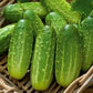 Julian F1 Cucumber Seeds - Vesta Market