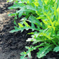 Arugula Seeds 2g (around 800 seeds) - Vesta Market