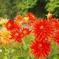 Dahlia Cactus Flower Mixed Colors 30 seeds - Vesta Market