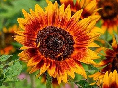 Ornamental Sunflower Twilight Zone 10 seeds Vesta Market
