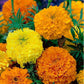 African Marigold Mixed Colors 50 seeds - Vesta Market