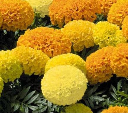African Marigold Mixed Colors 50 seeds Vesta Market