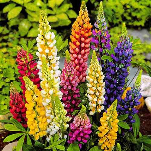 Lupine Summer Mix colors 50 seeds - Vesta Market
