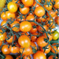 Grape Lemon Tomato - Vesta Market