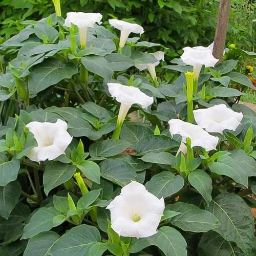 Indian Thornapple White 20 Seeds Vesta Market