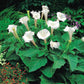 Indian Thornapple White 20 Seeds - Vesta Market