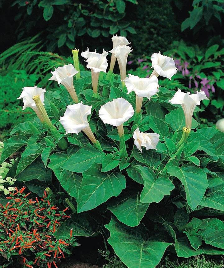 Indian Thornapple White 20 Seeds - Vesta Market