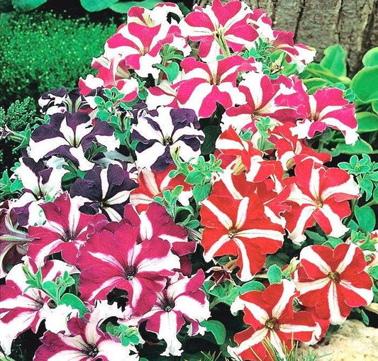 Petunia Dwarf Star Mixed Colors 50 Seeds - Vesta Market