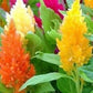 Pinnate Celosia Mixed Colors 50 Seeds - Vesta Market