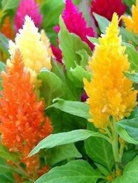 Pinnate Celosia Mixed Colors 50 Seeds Vesta Market