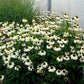 White Swan Coneflower 100 seeds Vesta Market