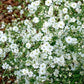 Creeping Baby's Breath Flower (Gypsophila) White 200 seeds. Vesta Market