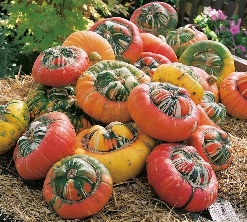 Pumpkin - Turkish Turban - 10 seeds Vesta Market