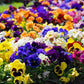 Pansy Mixed Colors 50 seeds Vesta Market