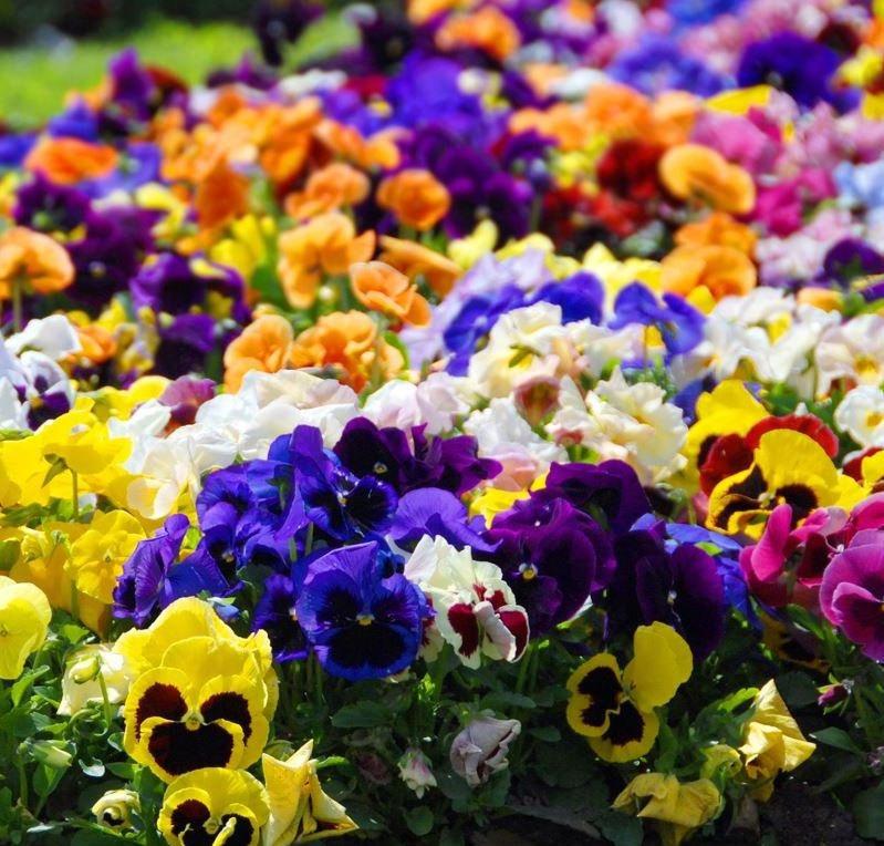 Pansy Mixed Colors 50 seeds - Vesta Market
