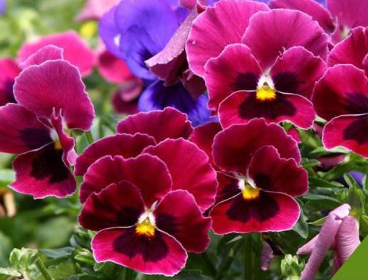 Pansy Mixed Colors 50 seeds - Vesta Market