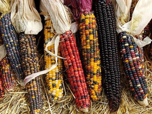 Mexican Colored Corn 30 Seeds Vesta Market