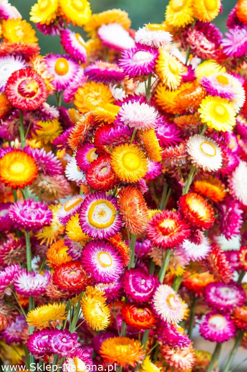 Strawflower Mix Colors 100 seeds Vesta Market