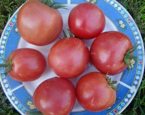 Warsaw Raspberry Tomato seeds Vesta Market