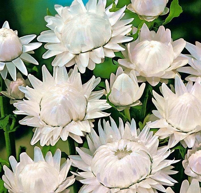 Strawflower White 100 seeds Vesta Market