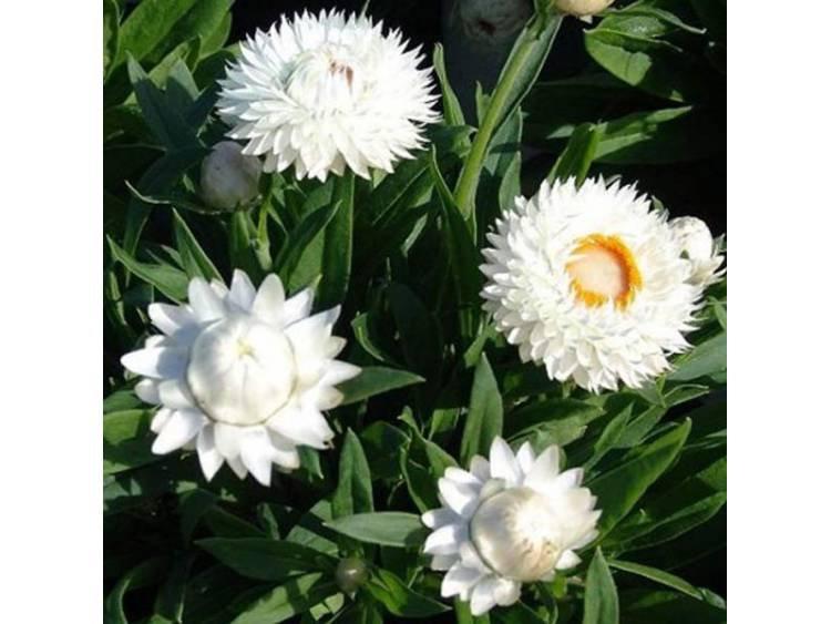 Strawflower White 100 seeds Vesta Market