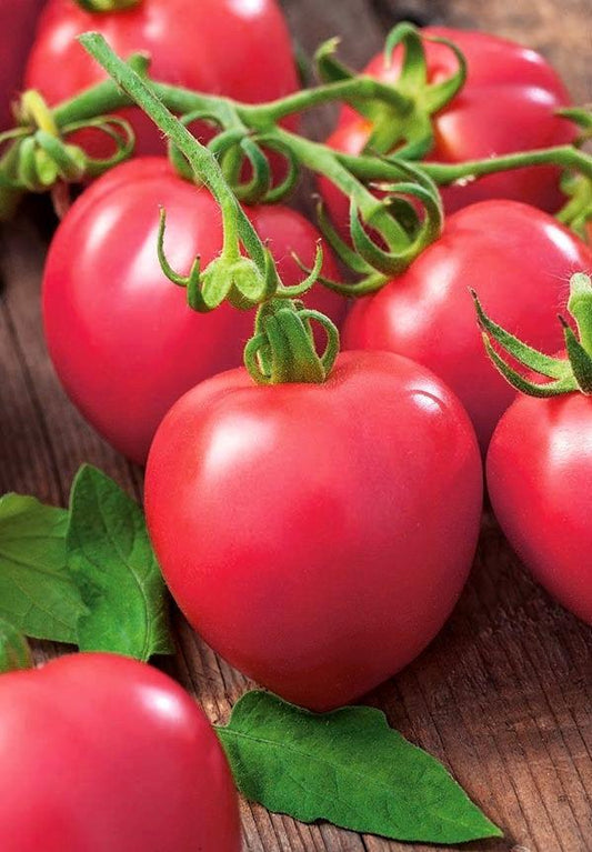 Rodeo Rasberry Tomato 50 Seeds Vesta Market
