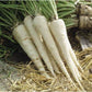 300 Halblange Root Parsley seeds Vesta Market