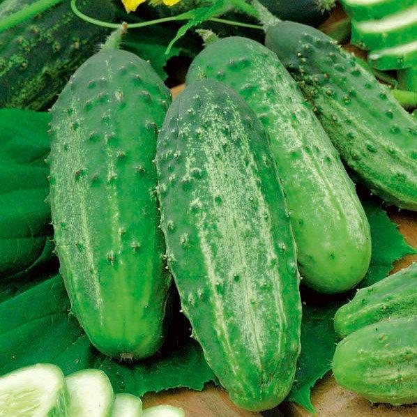 50 European Cucumber Sremski F1 Seeds Vesta Market