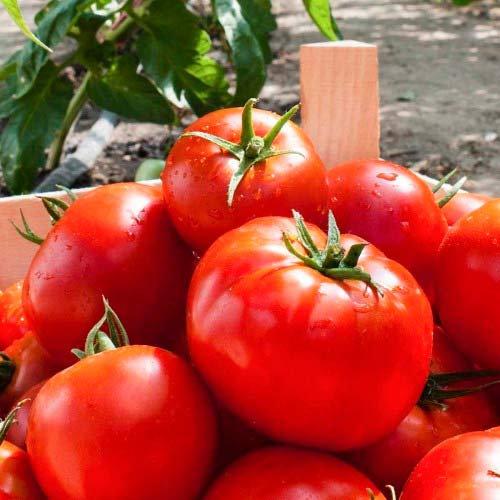 Adam F1 Tomato 50 Seeds - Vesta Market