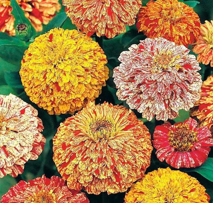 Zinnia Flower Candy Stripe 1g Mixed Colors Vesta Market