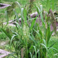 Panic Grass (Panicum violaceum) 400 seeds Vesta Market