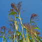 Panic Grass (Panicum violaceum) 400 seeds Vesta Market