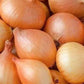 Onion Wolska 400 Seeds Vesta Market