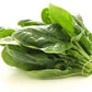Organic BIO Spinach Geant d'hiver 2000 seeds Vesta Market